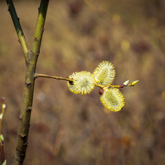Spring buds on a tree at spring time