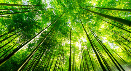 bamboo forest in Vietnam