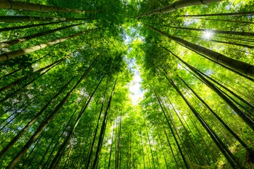 Gordijnen bamboo forest in Vietnam © cristaltran