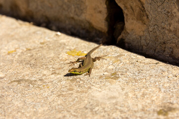 The Italian wall lizard or ruin lizard (Podarcis siculus) lying on a stone