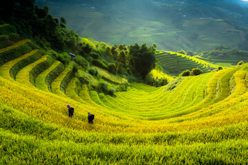 terraces rice fields in vietnam
