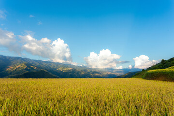Obraz premium terraces rice fields in vietnam