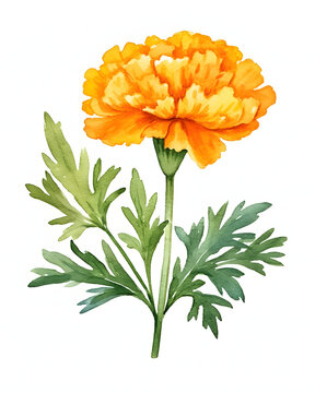 Watercolor Marigold flower with leaves isolated on white