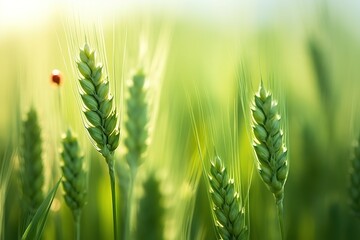 green wheat field with ladybug