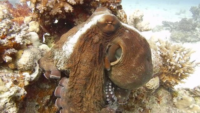 octopus in the red sea egypt