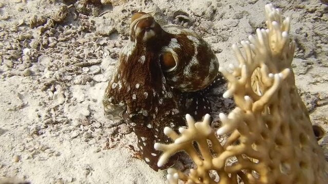 big red octopus walking near coral reefs in red sea