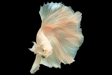 This enchanting image captures the allure of the white betta fish as it gracefully navigates its aquatic domain showcasing the breathtaking beauty of nature's aquatic wonders.