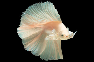 Against a captivating background, the white betta fish stands out its ethereal appearance and gentle movements creating a visual spectacle.