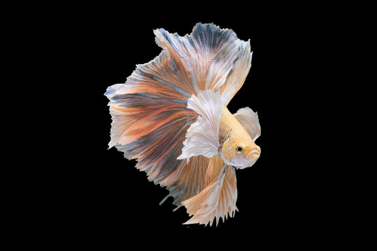 The stark black background enhances the brilliance of the betta fish's colors allowing its beauty to take center stage in a captivating display of aquatic elegance.