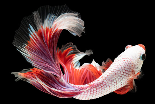 Each fluid motion of the white betta fish red tail exudes a sense of poise and tranquility admire the beauty of its graceful swimming.