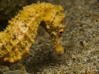Yellow seahorse from the Mediterranean 