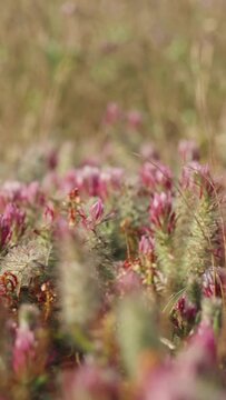 A whole field of Crimson clover flowers, close-up panoramic view. Vertical video.