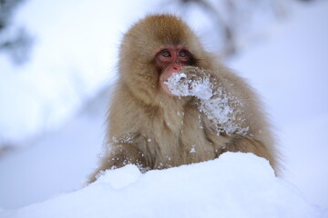 雪を食べている日本猿