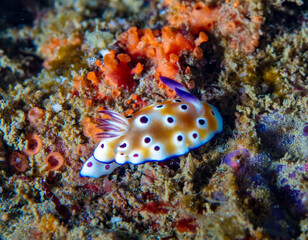 Nudibranch