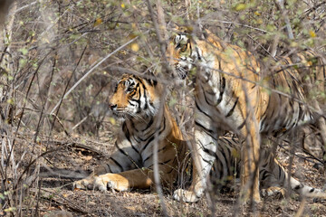 The Bengal Tigers at Ranthambore , Rajasthan