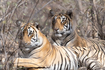 The Bengal Tigers at Ranthambore , Rajasthan