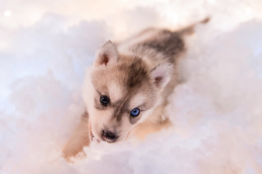 A little one and a half month old husky puppy on white fluff with luminous garlands.