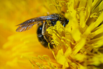 Eine Biene in einer gelben Blume.