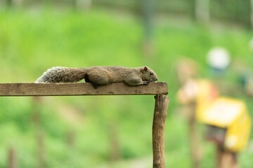 タイワンリス、公園、夏