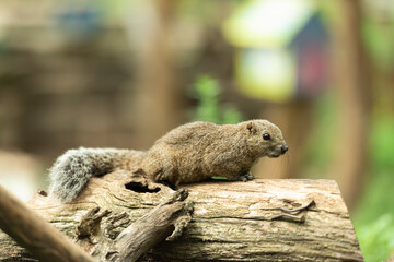 タイワンリス、公園、夏