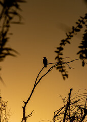 silhouette of birds