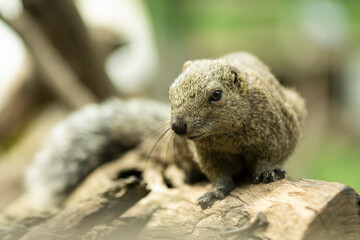 タイワンリス、公園、夏