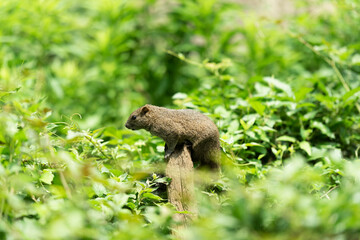 タイワンリス、公園、夏