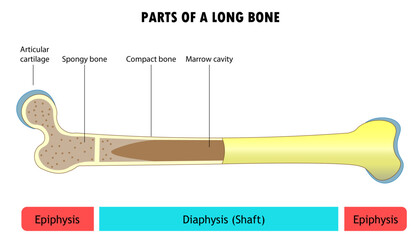 Parts of a long bone, diagram of the bone