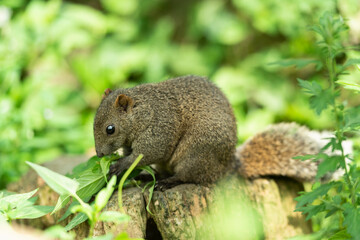 タイワンリス、公園、夏