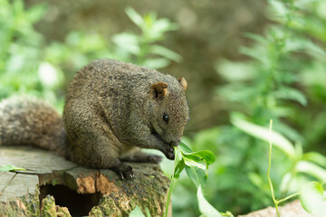 タイワンリス、公園、夏