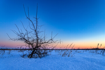 Winter morning landscape. Winter sunrise with a lonely tree.
