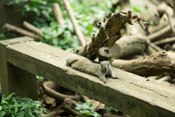 タイワンリス、公園、夏