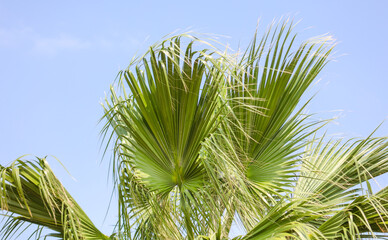 Green leaves on a palm tree against a blue sky