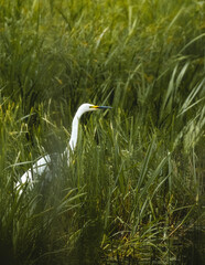 great egret