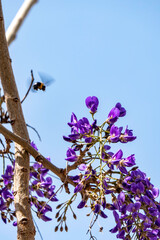 Blooming Chinese Wisteria and Japanese Wisteria Floribunda Macrobotrys . Violet flowers close up.