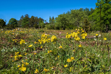 Obraz premium Sunny summer meadow with blooming Leafless hawk's-beard flowers