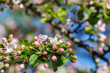 Cherry blossom beautiful sunny spring day
