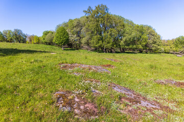 Meadow with bedrock and wildflowers
