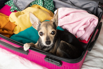 Travel preparation, Organized packing, Trip planning, Cute dog sitting in the suitcase, traveling...