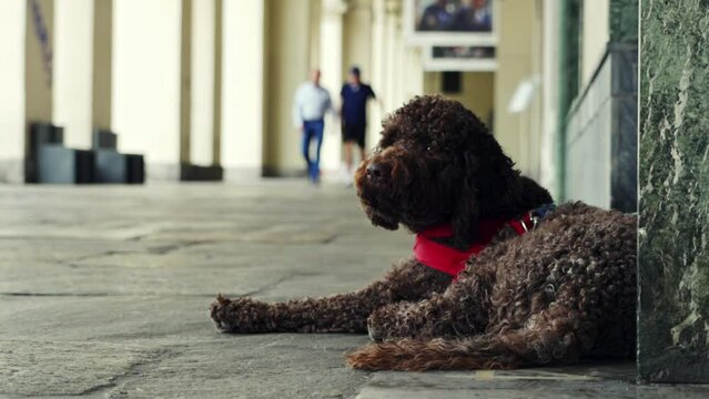 Torino, Italy. A cute dog watches pedestrian as they pass on a small street in Torino Old Town.