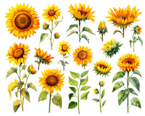 Watercolor Sunflower set isolated on white background. PNG transparent background. AI Generative.