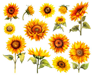 Watercolor Sunflower set isolated on white background. PNG transparent background. AI Generative.