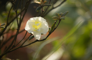 Biały kwiat rododendrona japońskiego w promieniach słonecznych