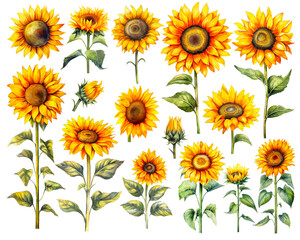 Obraz premium Watercolor Sunflower set isolated on white background. PNG transparent background. AI Generative.