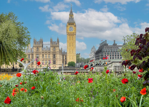 Beautiful view of the historic and famous Big Ben tower surrounded by poppies on a sunny day in London