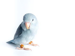 Forpus parrot on the white background