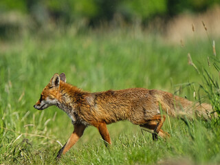 Fuchs im Drömling