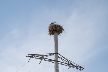 Stork nest on a power line pole. No people. 