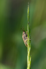 mały owad na trawie