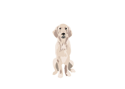 Vector de labrador retriever de color crema sentando, perro sentado mirando al frente con fondo transparente, retrato de labrador retriever sentado al frente, 